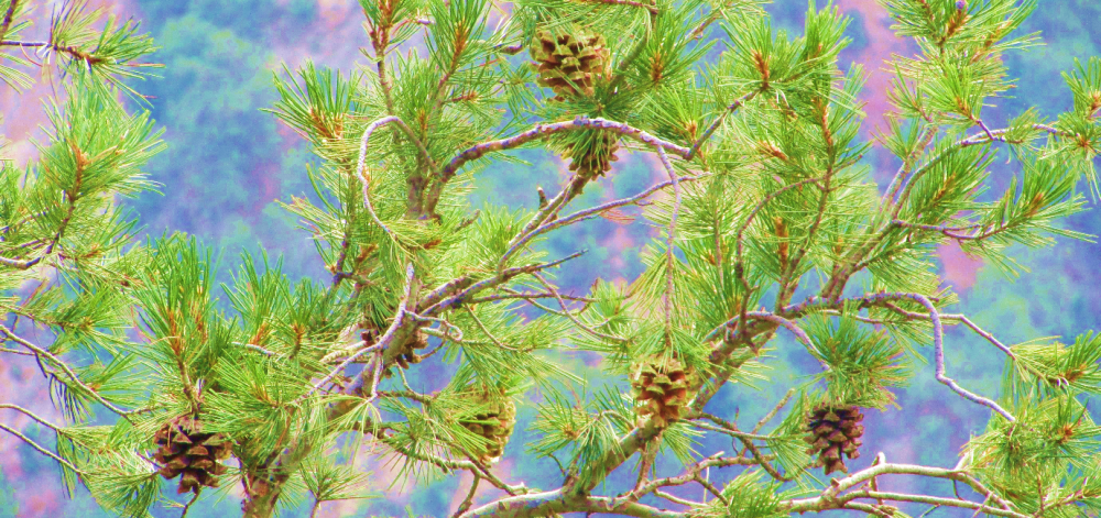 Pinus gerardiana (Pinaceae) (1)_opt